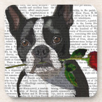 Boston Terrier with Rose in Mouth