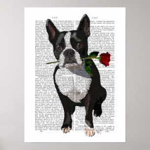 Boston Terrier with Rose in Mouth Poster