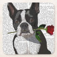 Boston Terrier with Rose in Mouth