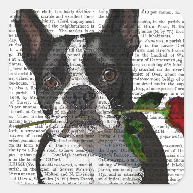 Boston Terrier with Rose in Mouth Square Sticker (Front)