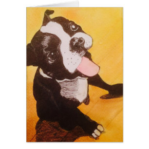 Boston Terrier Yellow Looking Up