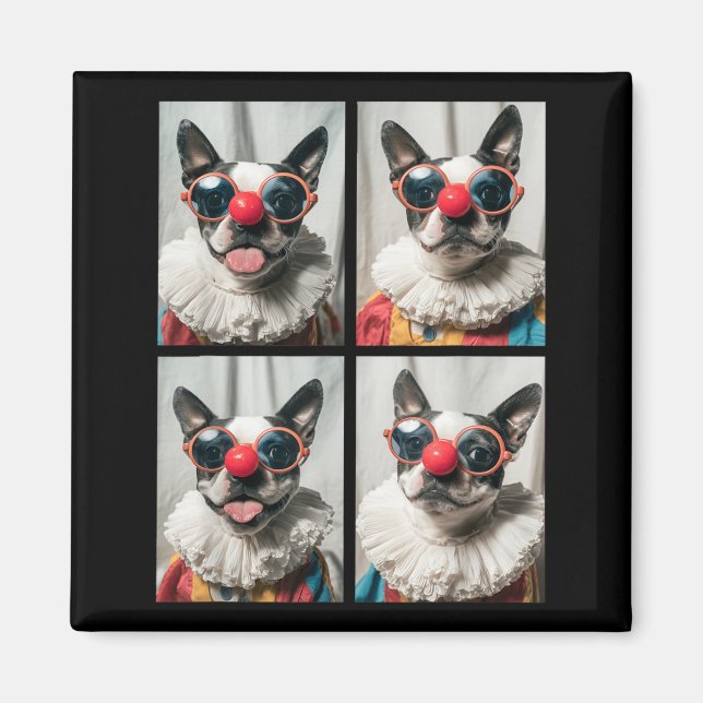 Boston Terriers With Sungles Clown Animals Magnet (Front)