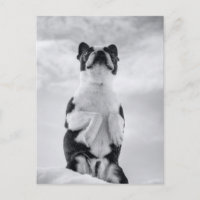 Boston Terrior Praying
