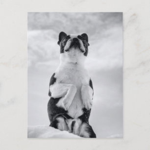 Boston Terrior Praying Postcard