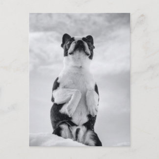 Boston Terrior Praying Postcard