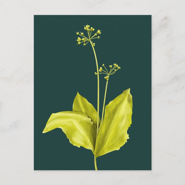 Botanical Art Green Plant Nature Lover Botanist Postcard (Front)