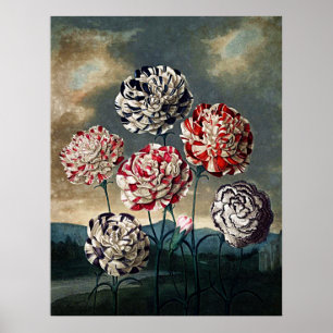 Botanical Art Temple Of Flora Carnations Poster