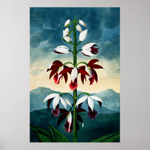 Botanical Art Temple Of Flora Limodoron Poster
