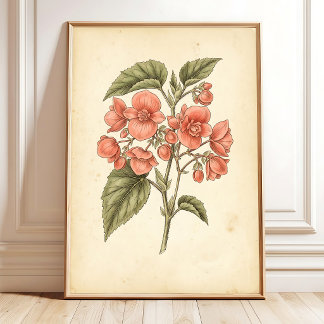 Botanical Begonia Prints - Canvas Art