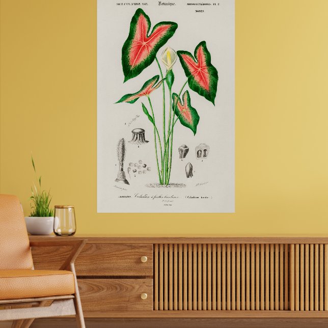 Botanical Boho Caladium Pink and Green Poster (Living Room 2)