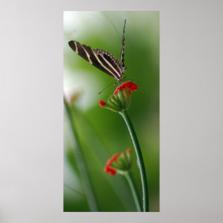 Botanical Butterfly Poster