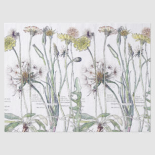 Botanical Cats Ear Flower Wildflowers Tissue Paper