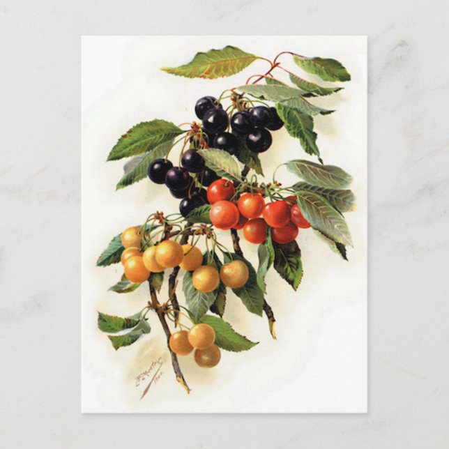 Botanical Cherries Print Postcard (Front)