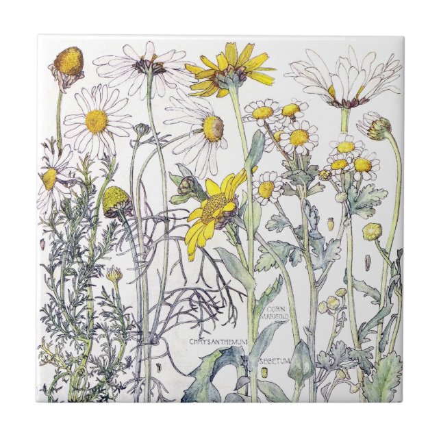 Botanical Chrysanthemum Wildflower Flowers Tile (Front)
