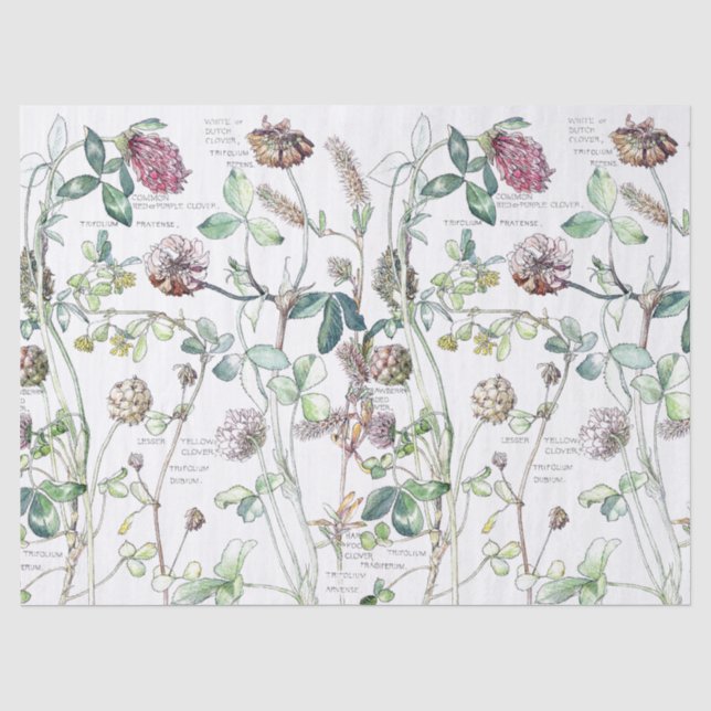 Botanical Clover Flower Wildflowers Tissue Paper (Front)