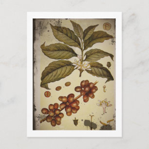 Botanical Drawing of Coffee Plant Postcard