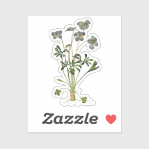 Botanical Drawing of Violet Flower - Vintage