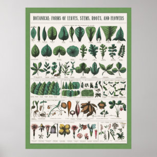 Botanical Educational Poster