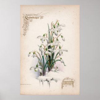 Botanical Engravings, January Poster