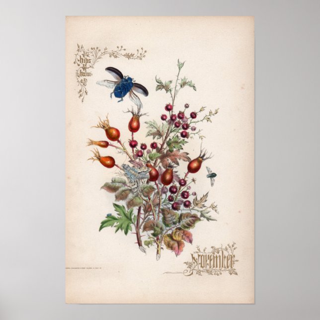 Botanical Engravings, November Poster (Front)