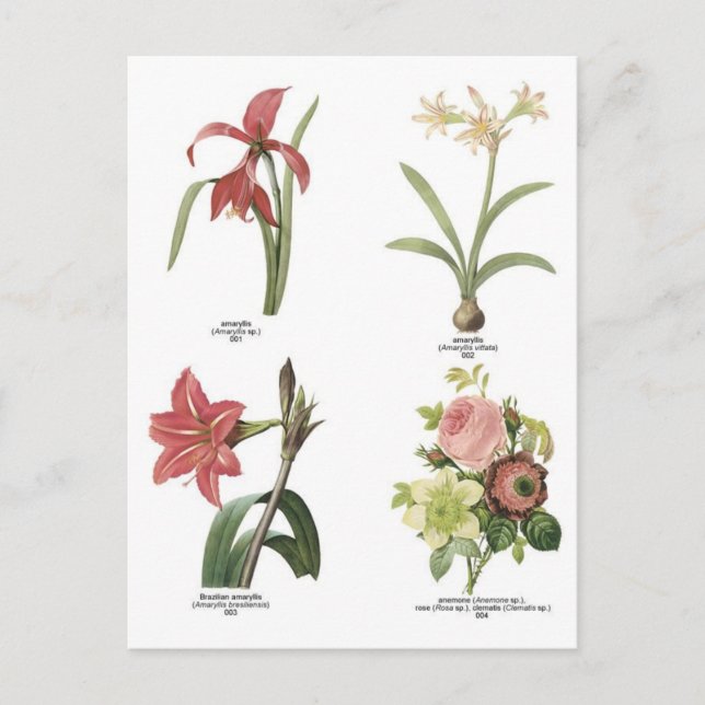 Botanical flower illustrations postcard (Front)