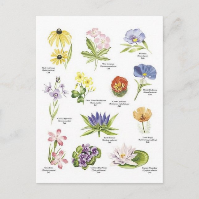 Botanical flower illustrations postcard (Front)