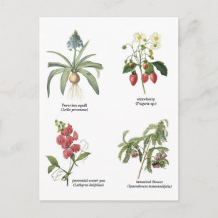 Botanical flower illustrations postcard