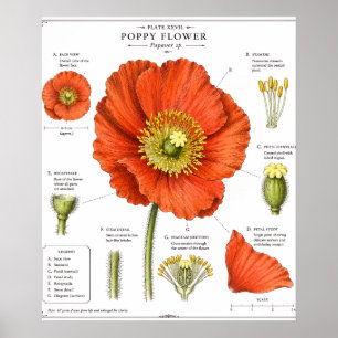 Botanical Flower Poster Vintage Floral Art