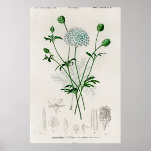 Botanical Garden Blue Wildflower Illustration Poster
