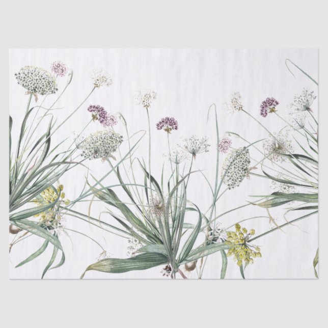 Botanical Garlic Bulb Plant Allium Tissue Paper (Front)
