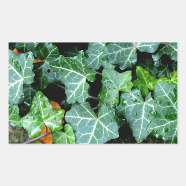 Botanical green Ivy and field stone Sticker (Front)
