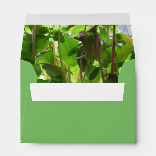 Botanical Green Seedlings Photo Custom Address Envelope (Back (Bottom))