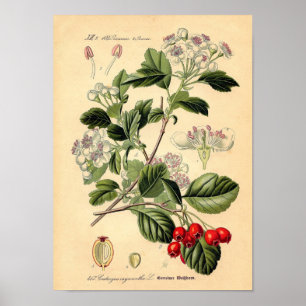 Botanical - Hawthorn Crataegus oxyacantha monogyna Poster
