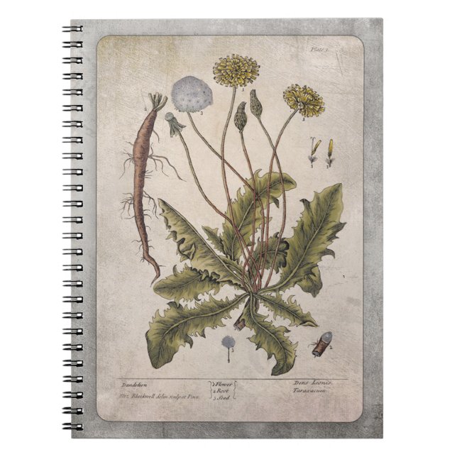 Botanical Illustration Notebook - Dandelion (Front)