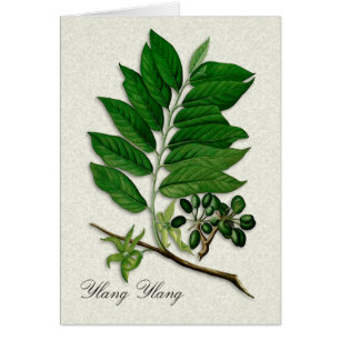 Botanical illustration of Ylang Ylang blank card