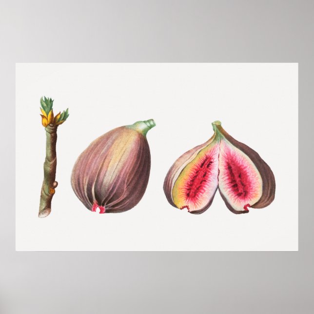Botanical Illustration Poster (Front)