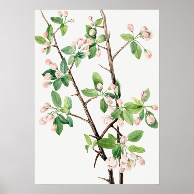 Botanical Illustration Poster (Front)