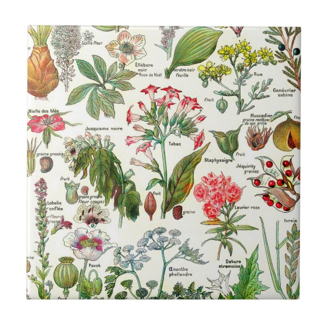 Botanical Illustrations  Ceramic Tile (Front)