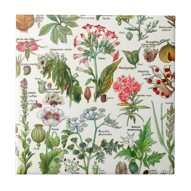 Botanical Illustrations  Ceramic Tile (Front)