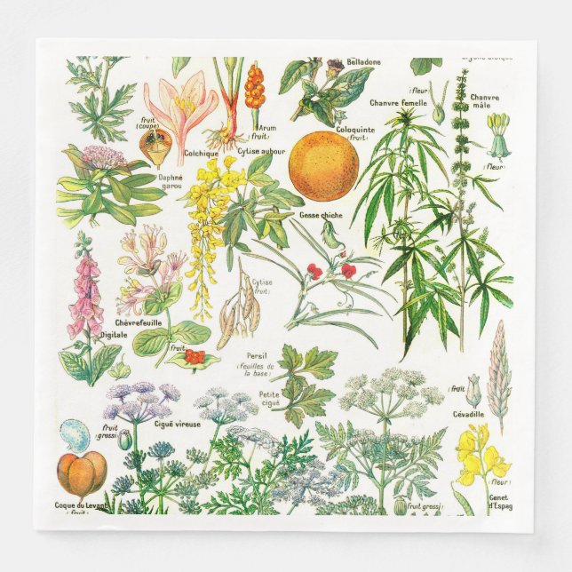 Botanical Illustrations Napkin (Front)
