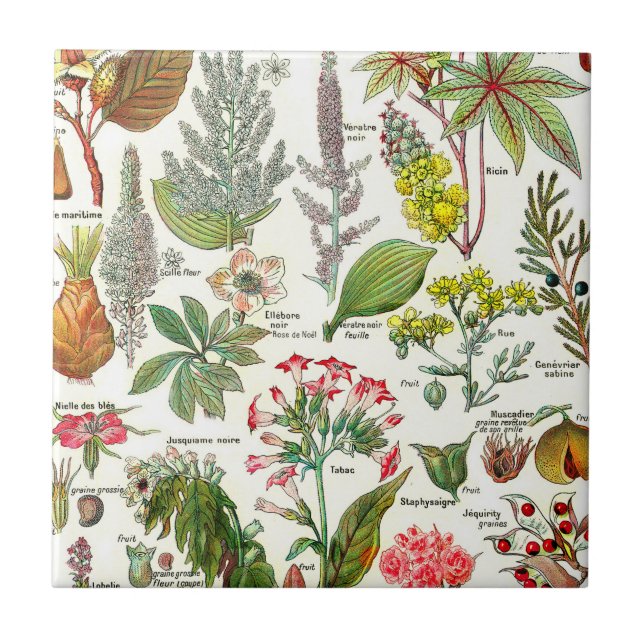 Botanical Illustrations  Tile (Front)