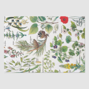 Botanical Illustrations Tissue Paper