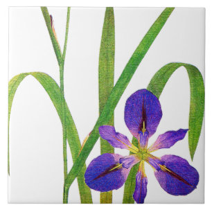 Botanical Iris Flowers Redoute Floral Garden Tile