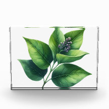 Botanical Leaf and Blossoms