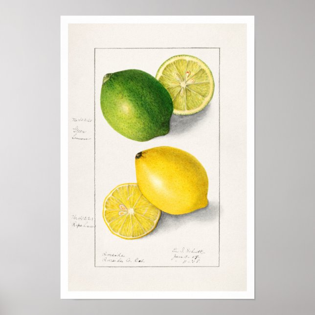 BOTANICAL "LEMONS" AMANDA ALMIRA NEWTON POSTER (Front)