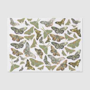 Botanical Moth Silhouette, Luna Moth Collection Tissue Paper