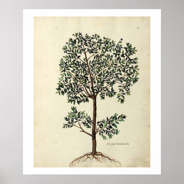 Botanical olive tree poster (Front)