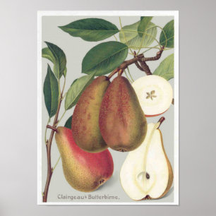 Botanical Pears Vintage Illustration Poster