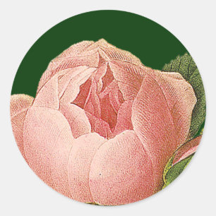 Botanical Pink Cabbage Rose Sticker