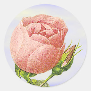 Botanical Pink Rosebud Sticker